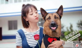 警犬电视剧,忠诚守护，正义同行